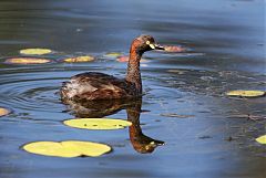 Australasian Grebe